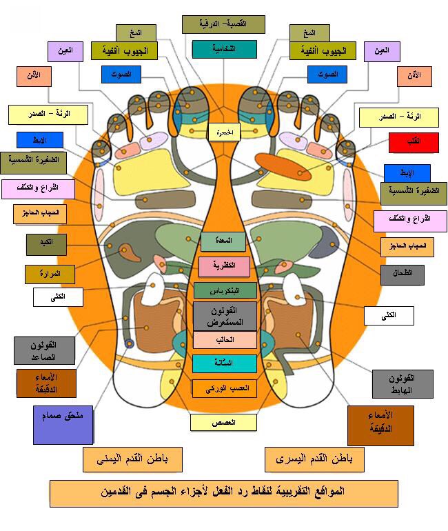 علم المنعكسات - علم الريفلكسولوجي - العلاج بالريفلكسولوجي