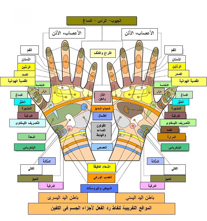 علم المنعكسات - علم الريفلكسولوجي - العلاج بالريفلكسولوجي